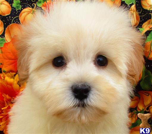 Puppykisses Picture 3
